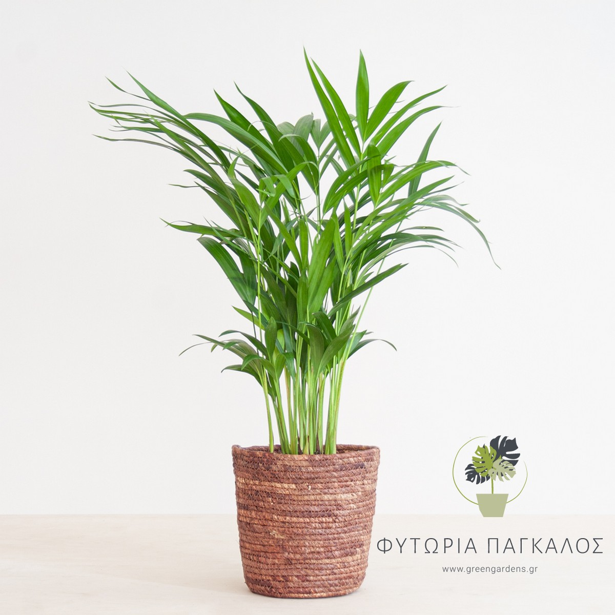 Αρέκα (Dypsis lutescens) – Διακοσμητικός Φοίνικας Εσωτερικού Χώρου - 2 lt